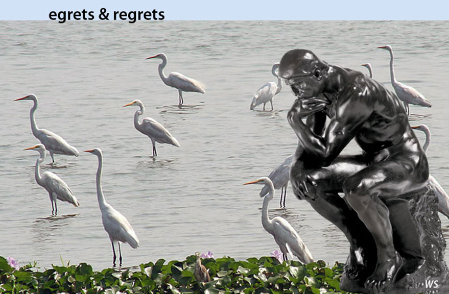 EgretsRegrets-web